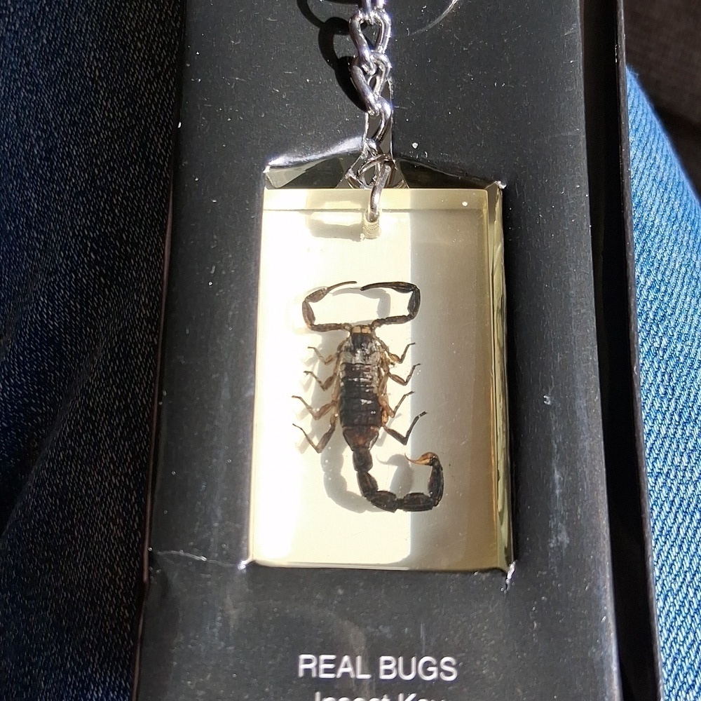 Scorpion Key Ring - Picture 1 of 4